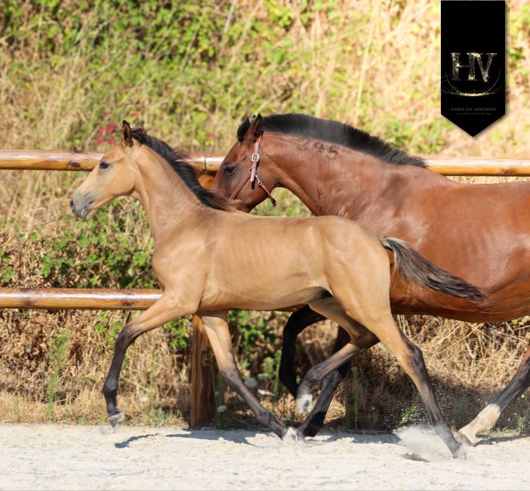 Potro KWPN Caballo de Deporte Neerland&eacute;s En venta 2026 Isabelo por Qaside MD