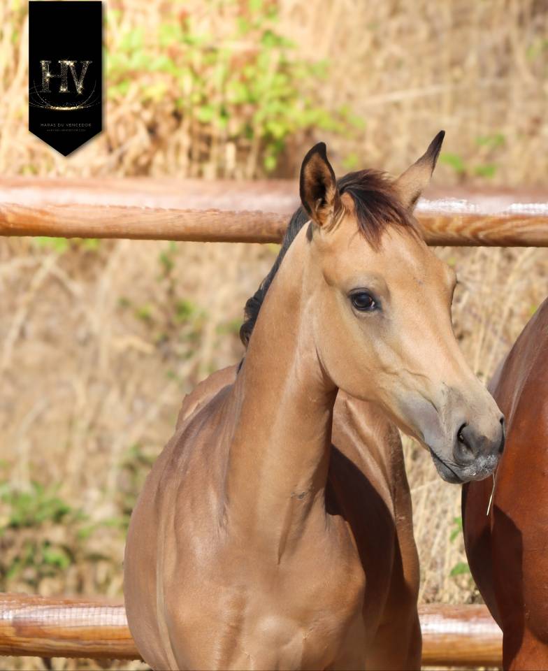 Potro KWPN Caballo de Deporte Neerland&eacute;s En venta 2026 Isabelo por Qaside MD