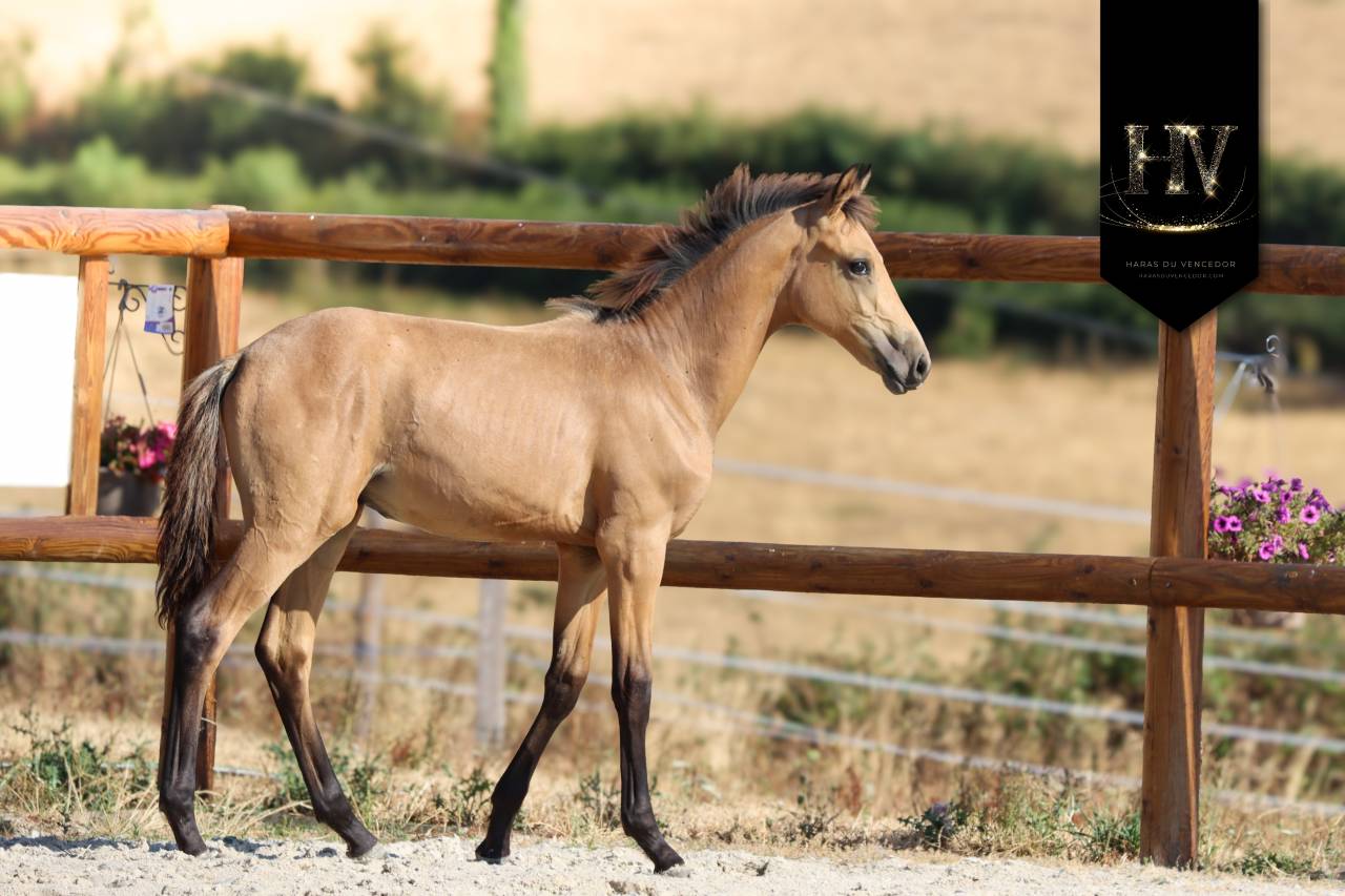 Potro KWPN Caballo de Deporte Neerland&eacute;s En venta 2026 Isabelo por Qaside MD
