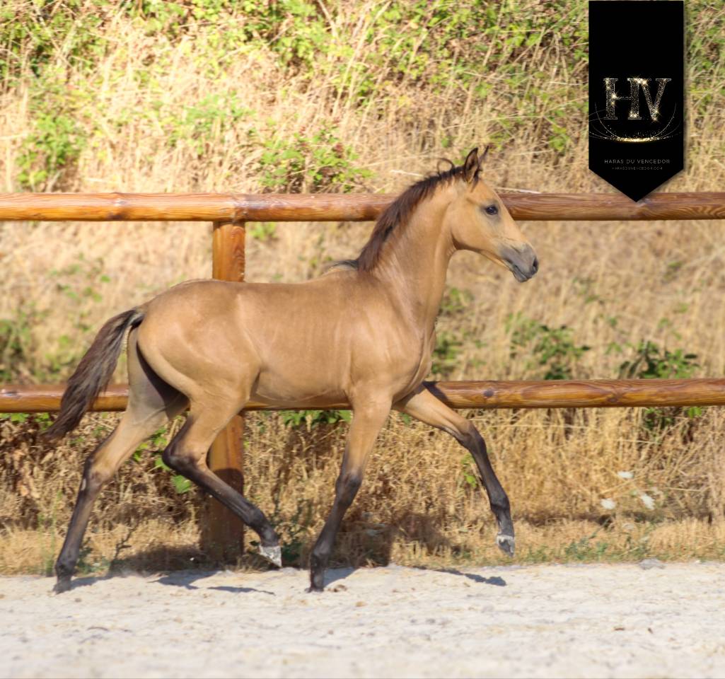 Potro KWPN Caballo de Deporte Neerland&eacute;s En venta 2026 Isabelo por Qaside MD