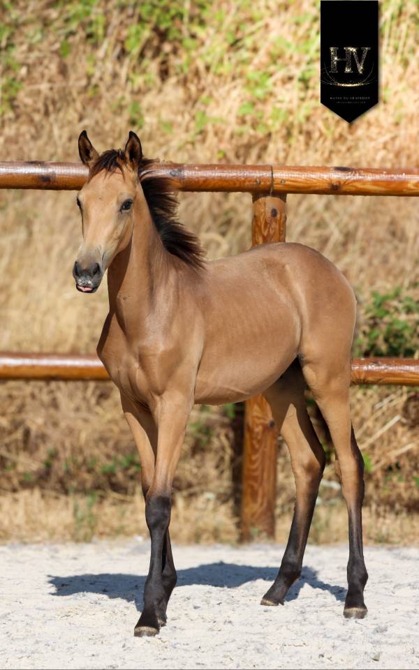 Potro KWPN Caballo de Deporte Neerland&eacute;s En venta 2026 Isabelo por Qaside MD