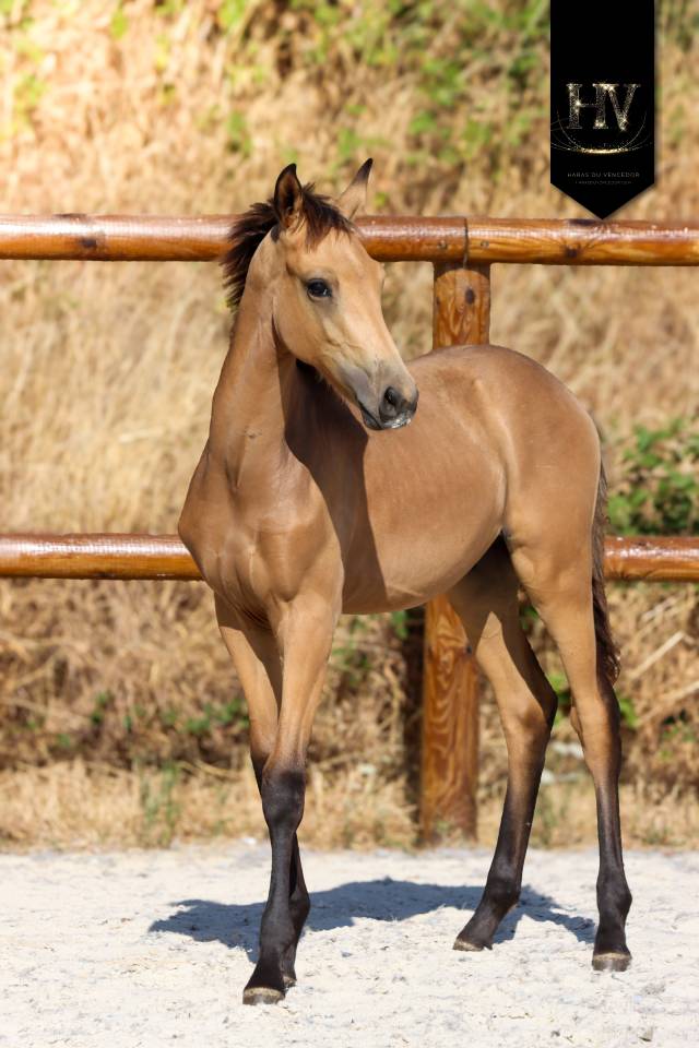 Potro KWPN Caballo de Deporte Neerland&eacute;s En venta 2026 Isabelo por Qaside MD