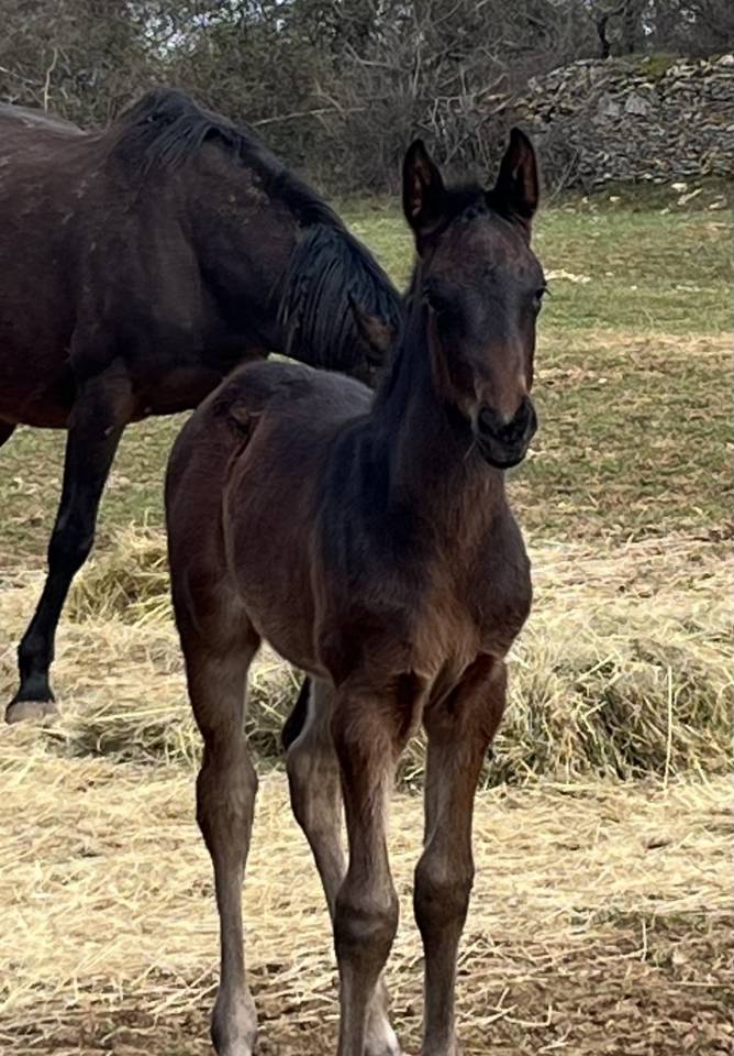 Potranca Silla Franc&eacute;s En venta 2026 Bayo moreno por Joker d&rsquo; euskadi