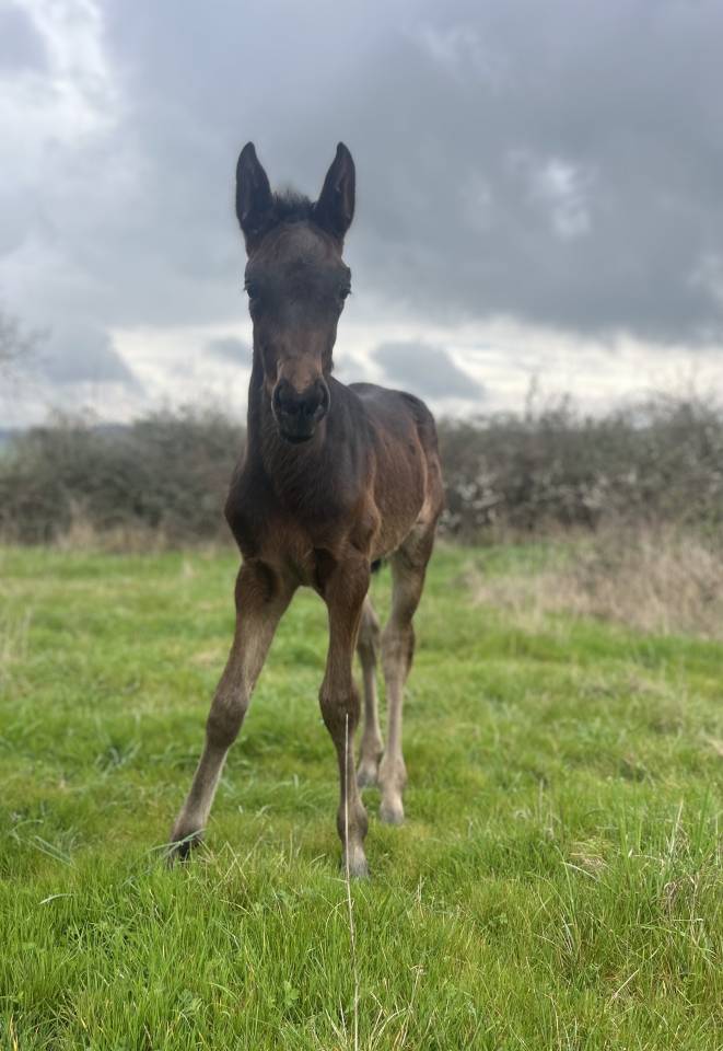 Potranca Silla Franc&eacute;s En venta 2026 Bayo moreno por Joker d&rsquo; euskadi