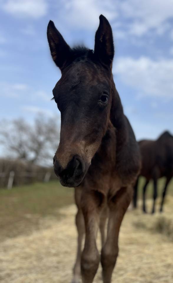 Potranca Silla Franc&eacute;s En venta 2026 Bayo moreno por Joker d&rsquo; euskadi