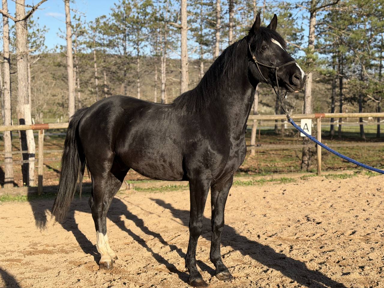 Caballo castrado Arabe Barbe En venta 2021 Negro