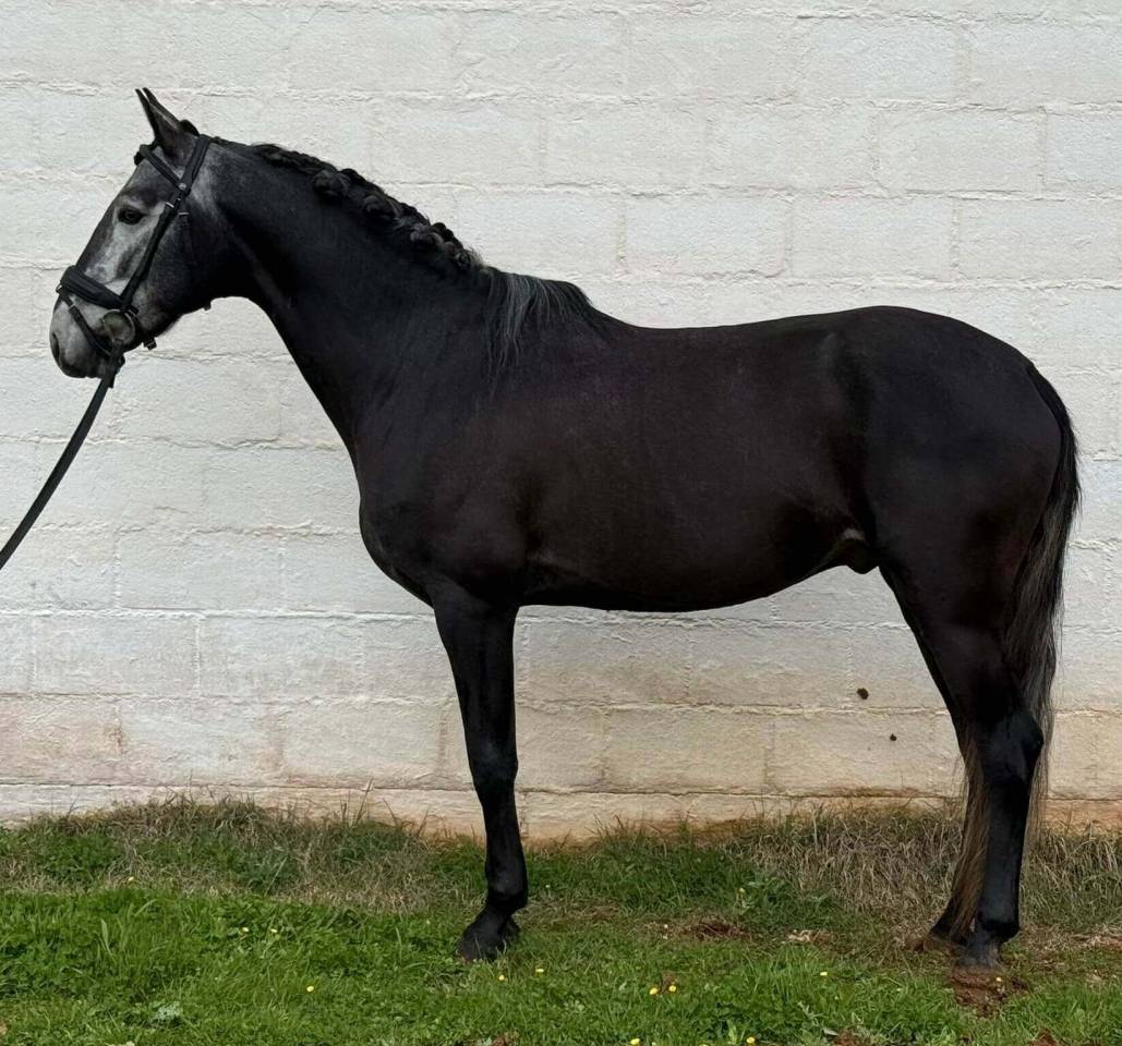 Caballo entero Lusitano En venta 2021 Tordo
