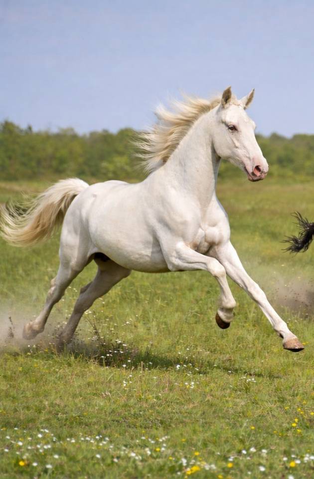 Potro PRE Pura Raza Espa&ntilde;ola En venta 2024 Perlino por PRESIDENTE DE JARAMA