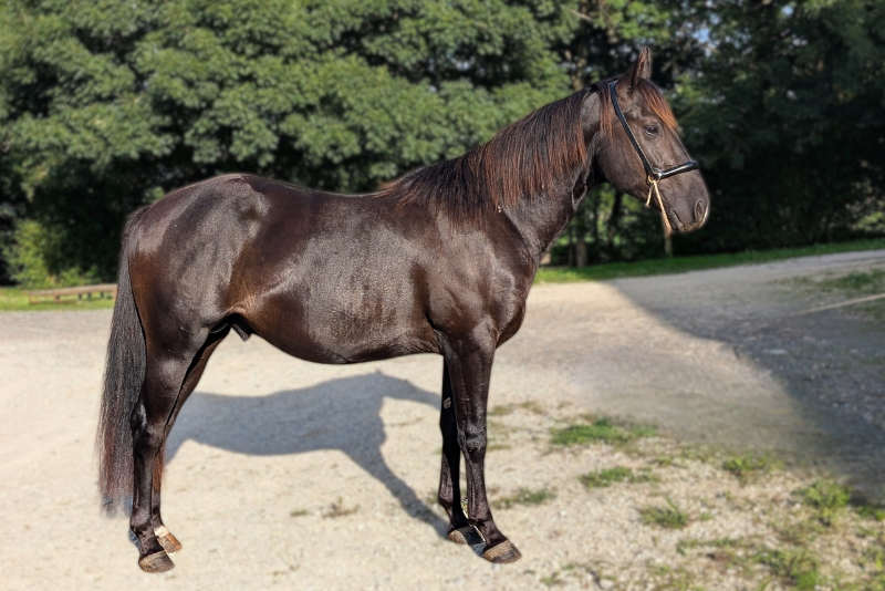 Caballo entero Quarter Horse En venta 2023 Negro