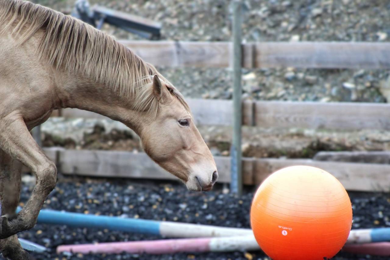 Panadero de pana - PRE Pura Raza Espa&ntilde;ola 2022