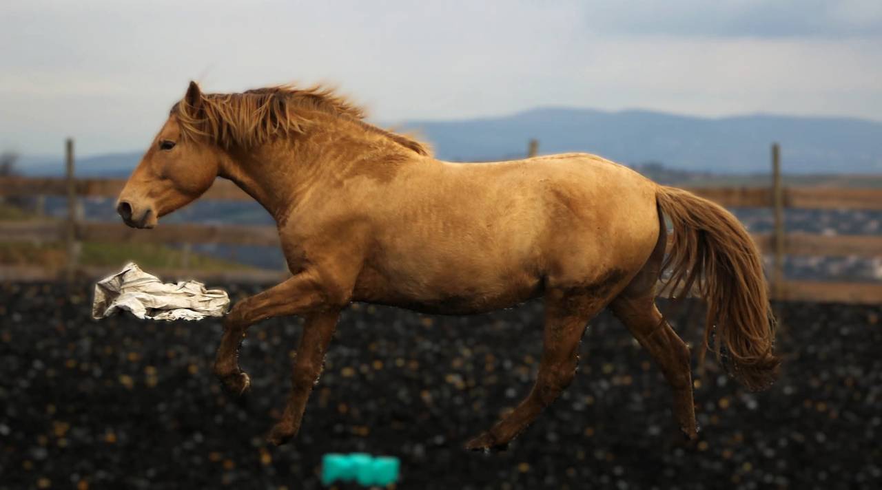 Panadero de pana - PRE Pura Raza Espa&ntilde;ola 2022