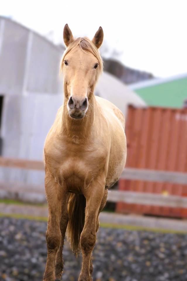 Panadero de pana - PRE Pura Raza Espa&ntilde;ola 2022