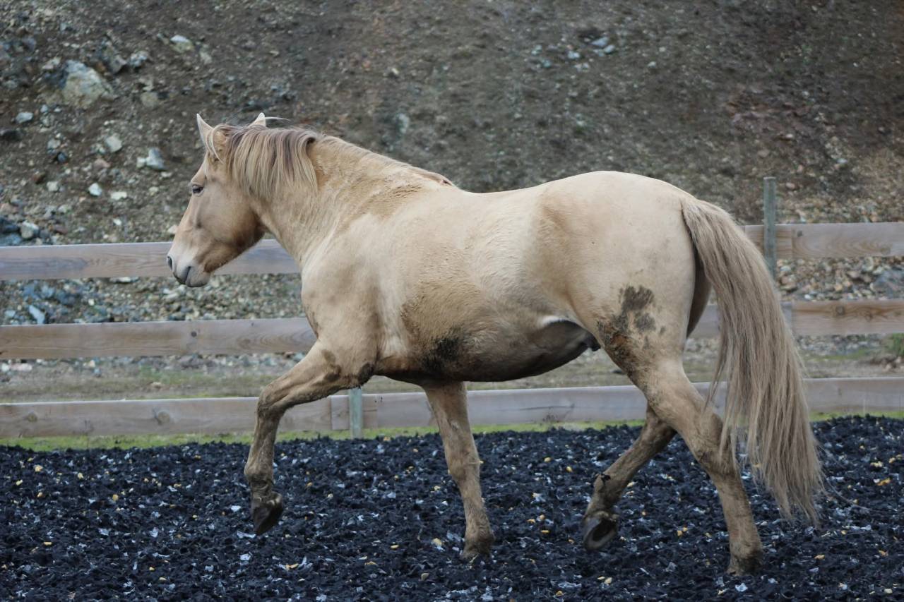 Panadero de pana - PRE Pura Raza Espa&ntilde;ola 2022