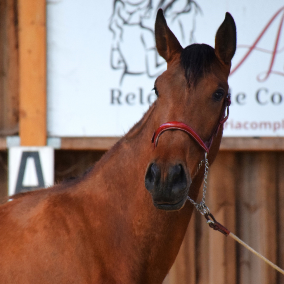 Yegua PRE Pura Raza Espa&ntilde;ola En venta 2022 Bayo por JECOMIAS CEN