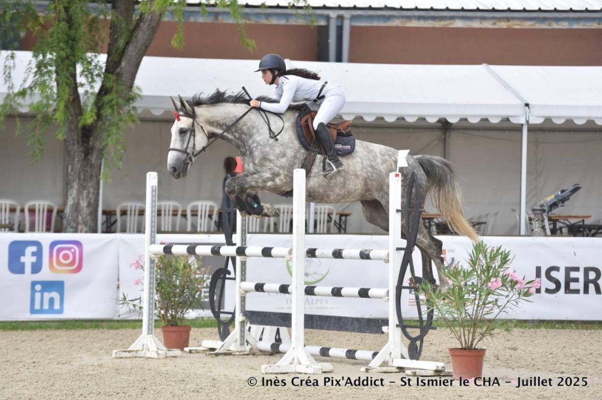 Yegua Silla Franc&eacute;s En venta 2017 Tordo
