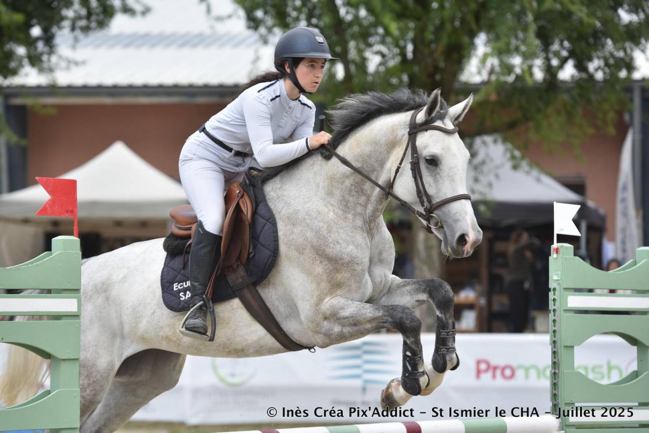 Yegua Zangersheide En venta 2020 Tordo