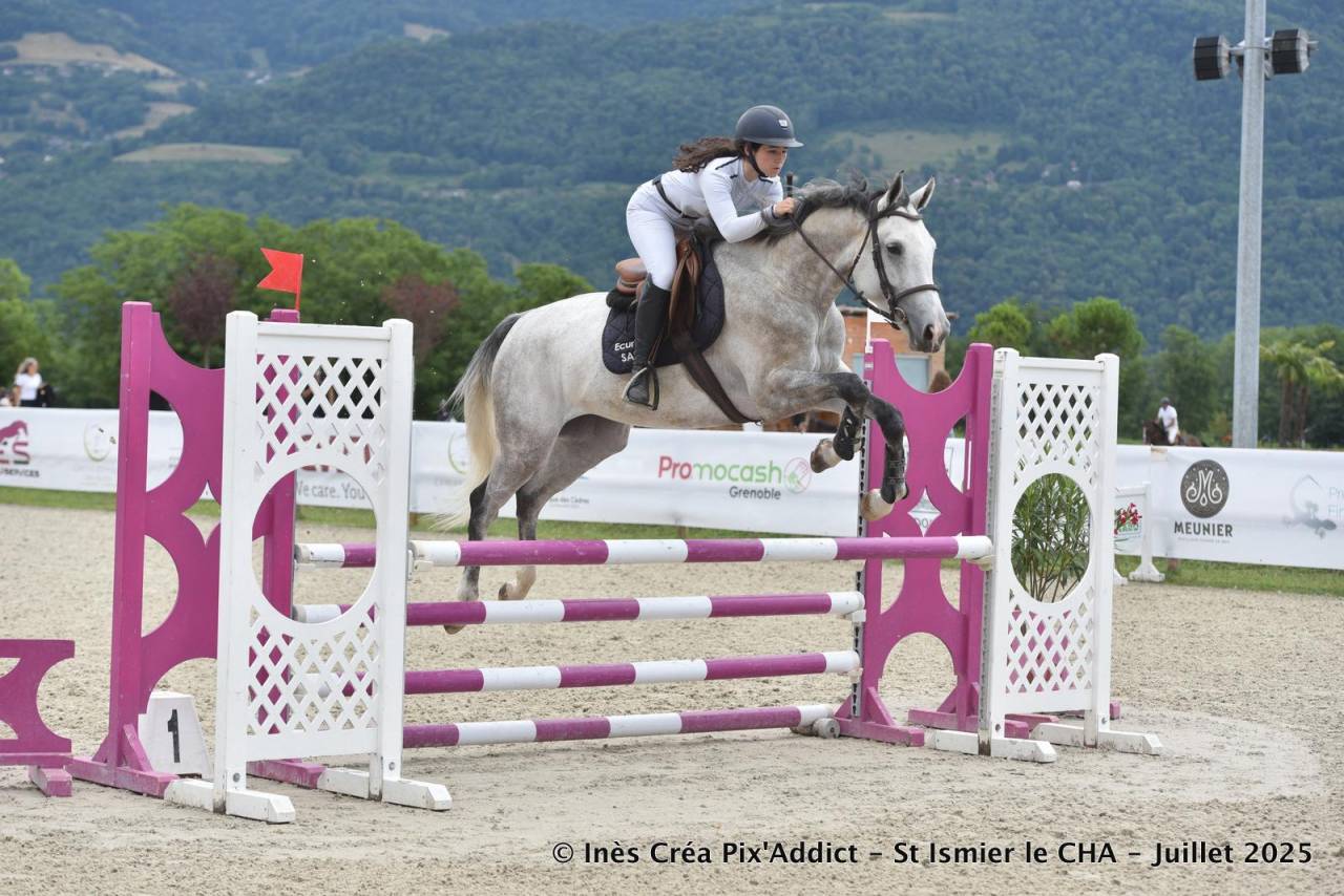 Yegua Zangersheide En venta 2020 Tordo