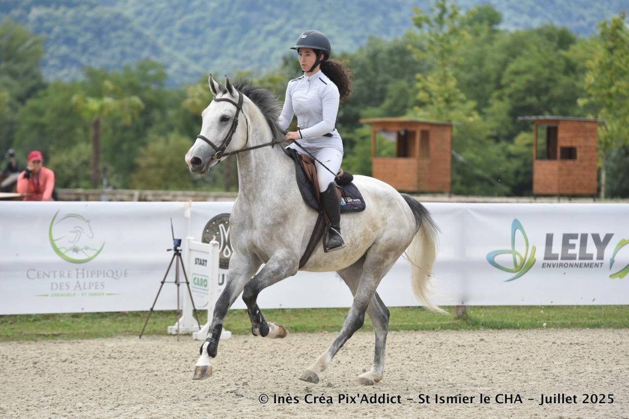 Yegua Zangersheide En venta 2020 Tordo