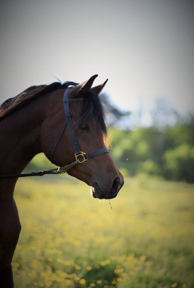 Caballo entero Arabe En venta 2021 Bayo