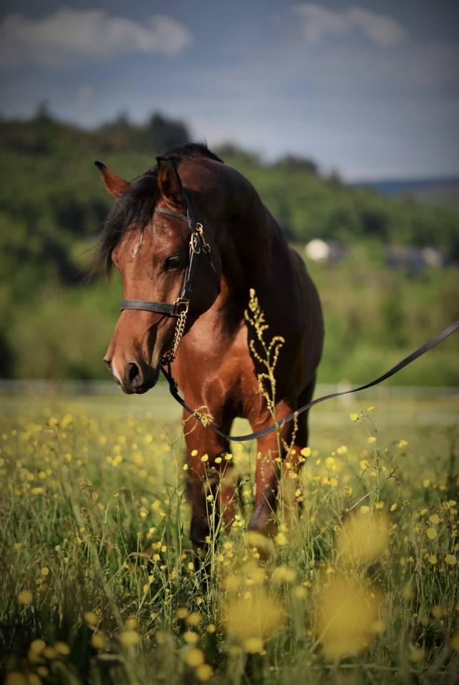 Caballo entero Arabe En venta 2021 Bayo