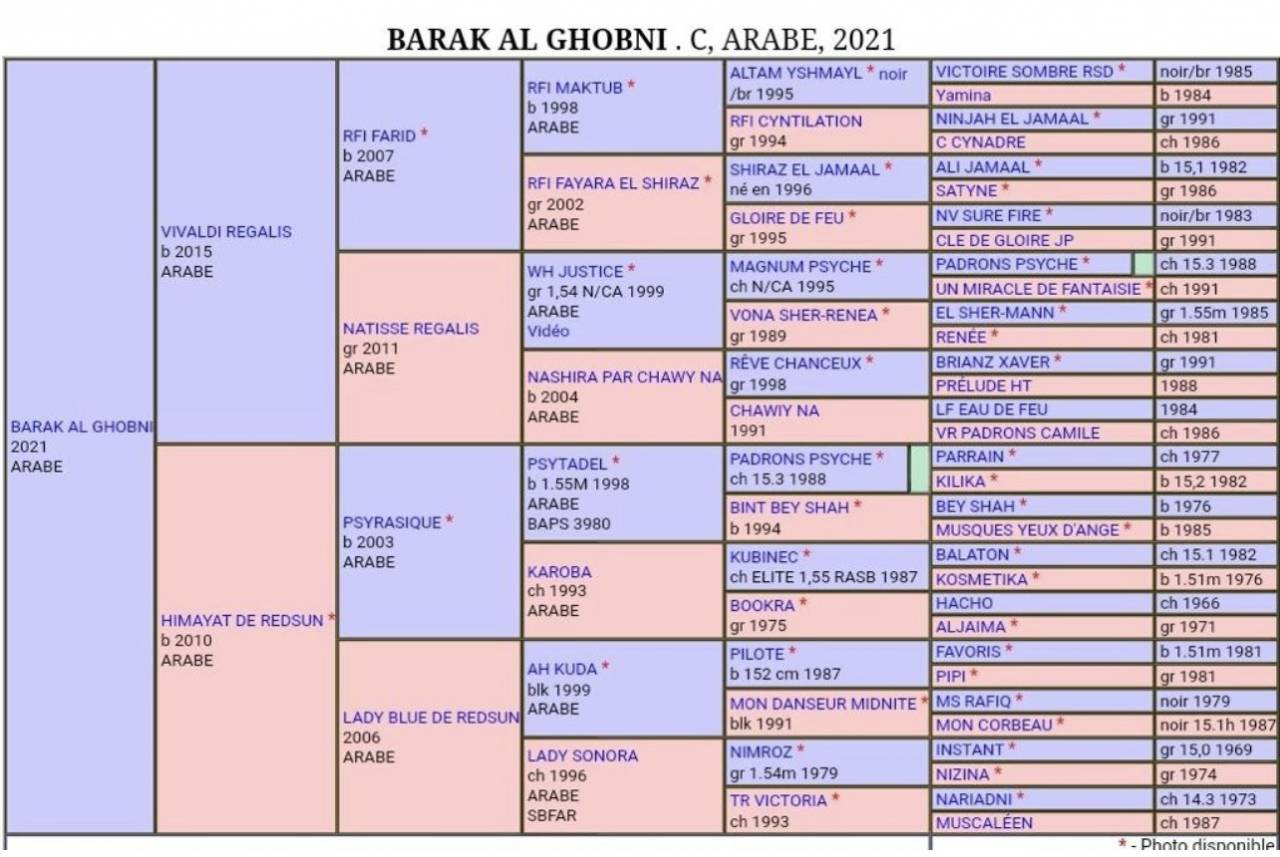Caballo entero Arabe En venta 2021 Bayo