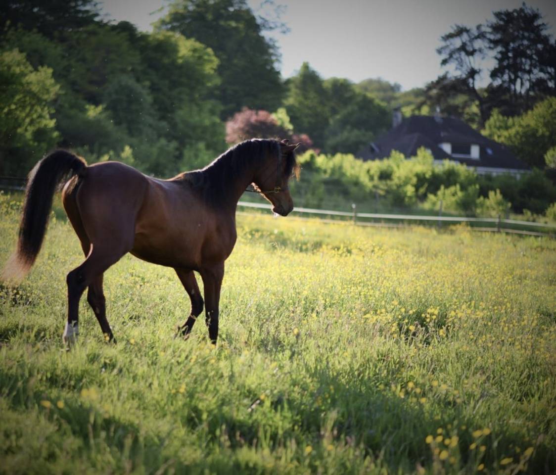 Caballo entero Arabe En venta 2021 Bayo