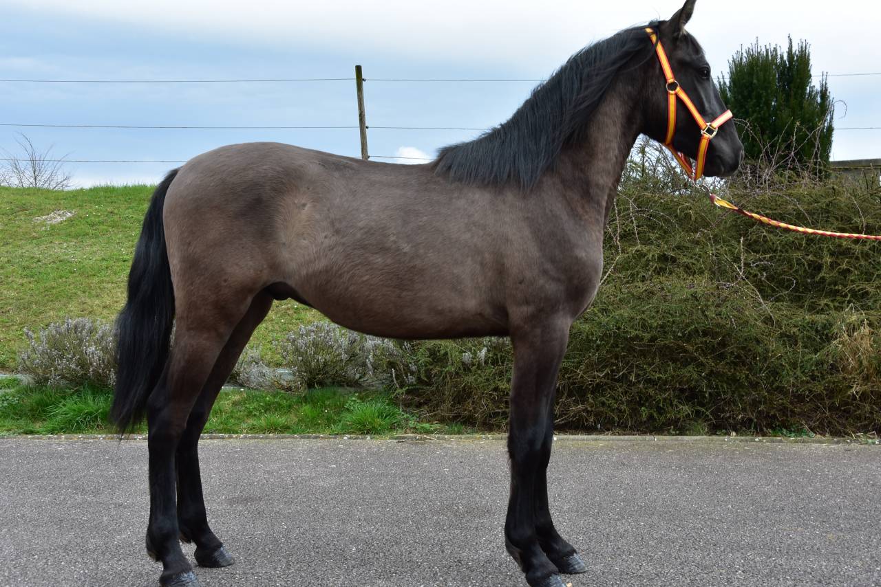 Caballo entero PRE Pura Raza Espa&ntilde;ola En venta 2024 Negro por NEGRITO XVI