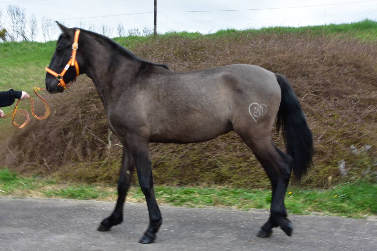 Caballo entero PRE Pura Raza Espa&ntilde;ola En venta 2024 Negro por NEGRITO XVI
