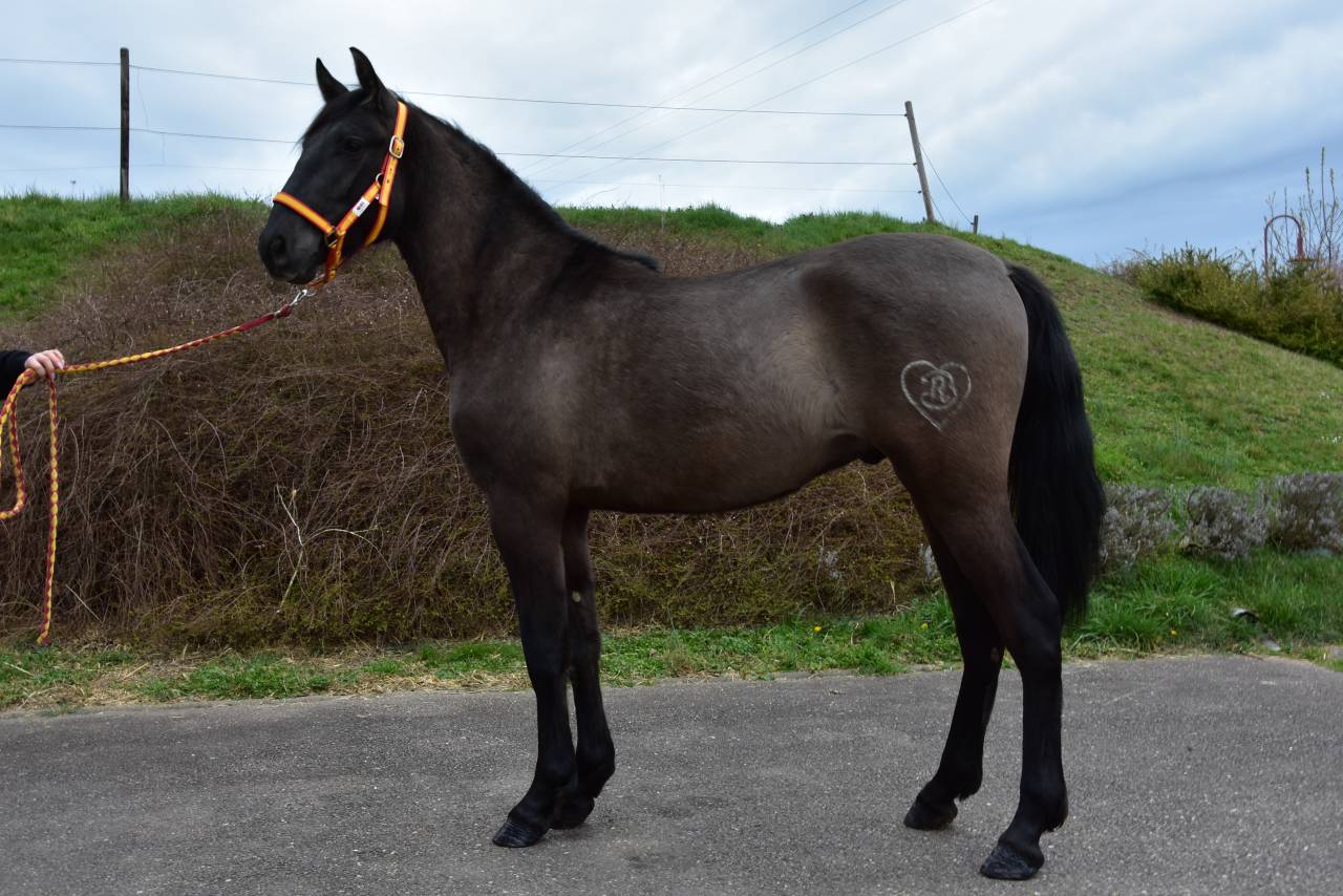 Caballo entero PRE Pura Raza Espa&ntilde;ola En venta 2024 Negro por NEGRITO XVI