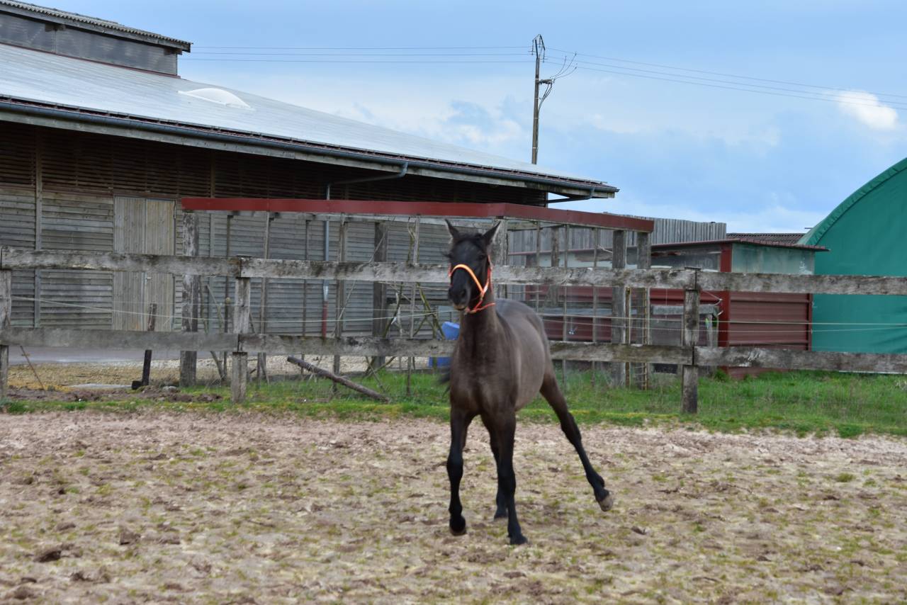 Caballo entero PRE Pura Raza Espa&ntilde;ola En venta 2024 Negro por NEGRITO XVI