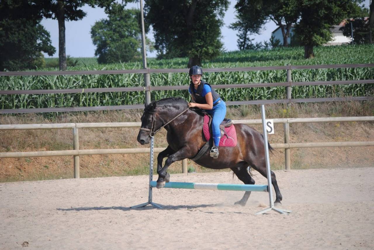 Caballo castrado Origen No Constatado En venta 2007 Negro