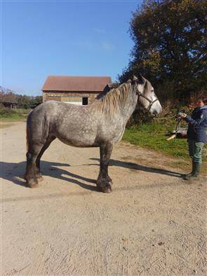 Potranca Origine Constat&eacute;e En venta 2022 Tordo por HORSE DU LAC