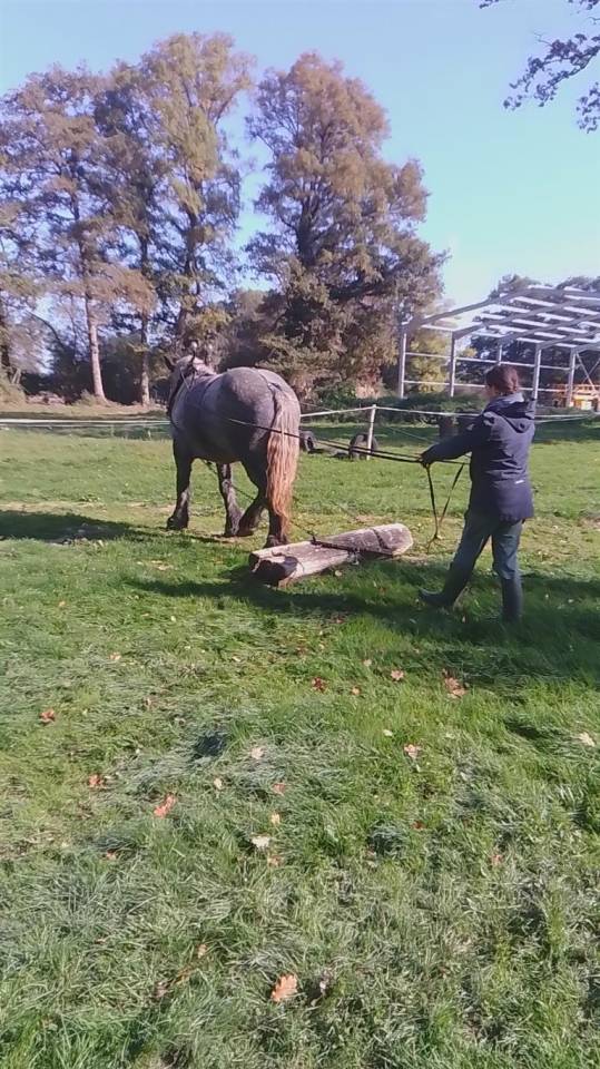 Potranca Origine Constat&eacute;e En venta 2022 Tordo por HORSE DU LAC