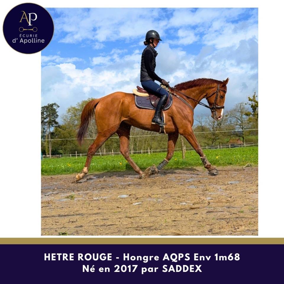 Caballo castrado AQPS En venta 2017 Alaz&aacute;n