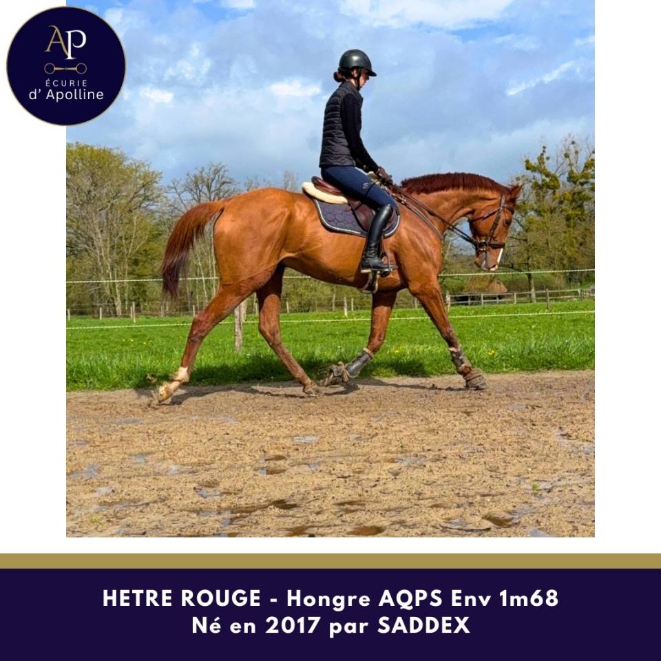 Caballo castrado AQPS En venta 2017 Alaz&aacute;n