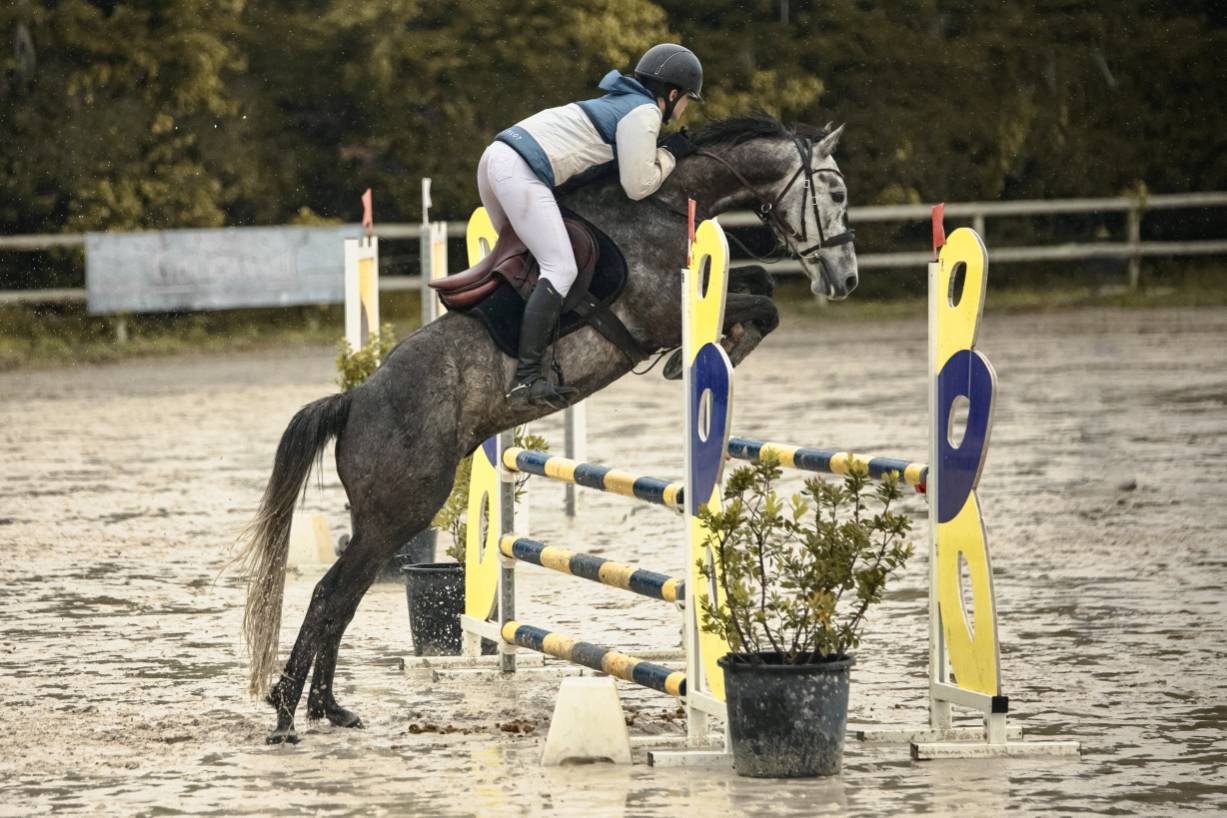 Caballo castrado Origine Constat&eacute;e En venta 2017 Tordo por ISANDRO TILA WPB