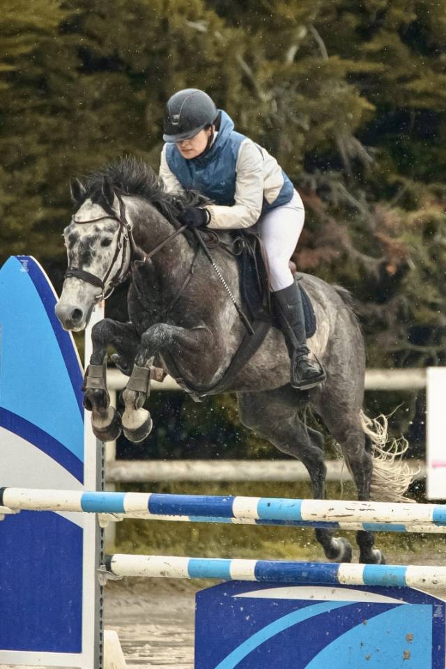 Caballo castrado Origine Constat&eacute;e En venta 2017 Tordo por ISANDRO TILA WPB