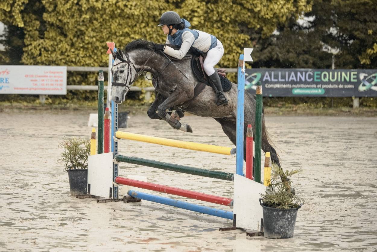 Caballo castrado Origine Constat&eacute;e En venta 2017 Tordo por ISANDRO TILA WPB