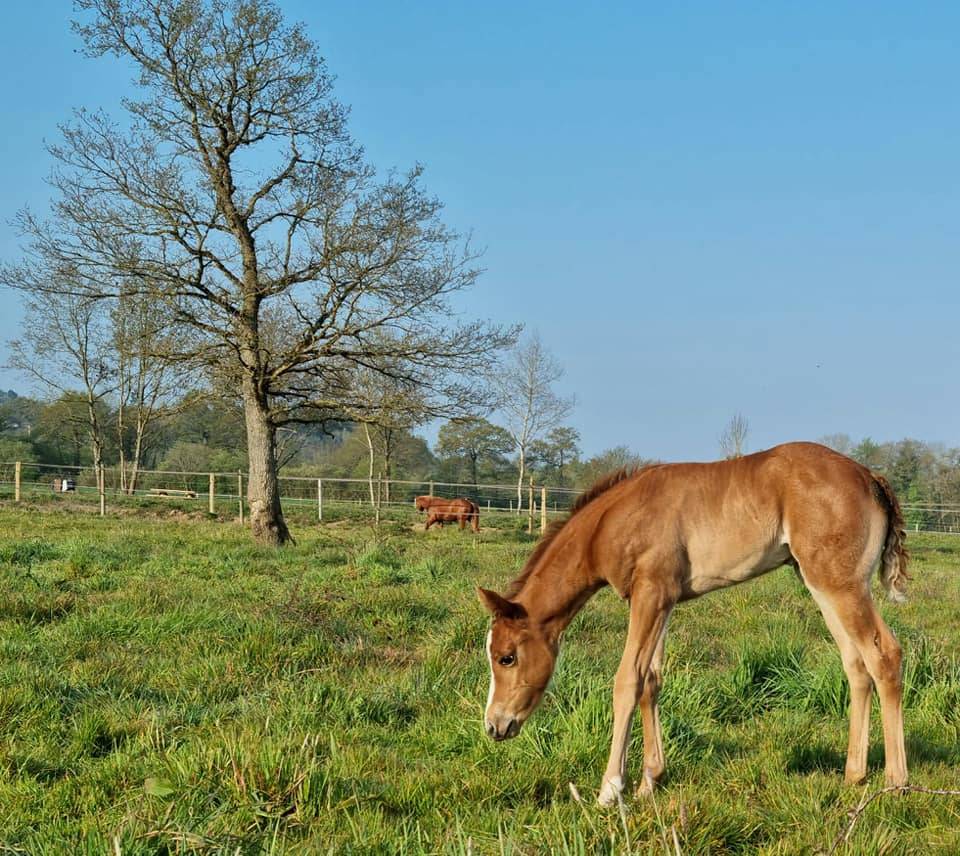 Cuadra de propietarios En venta Ile y Vilaine
