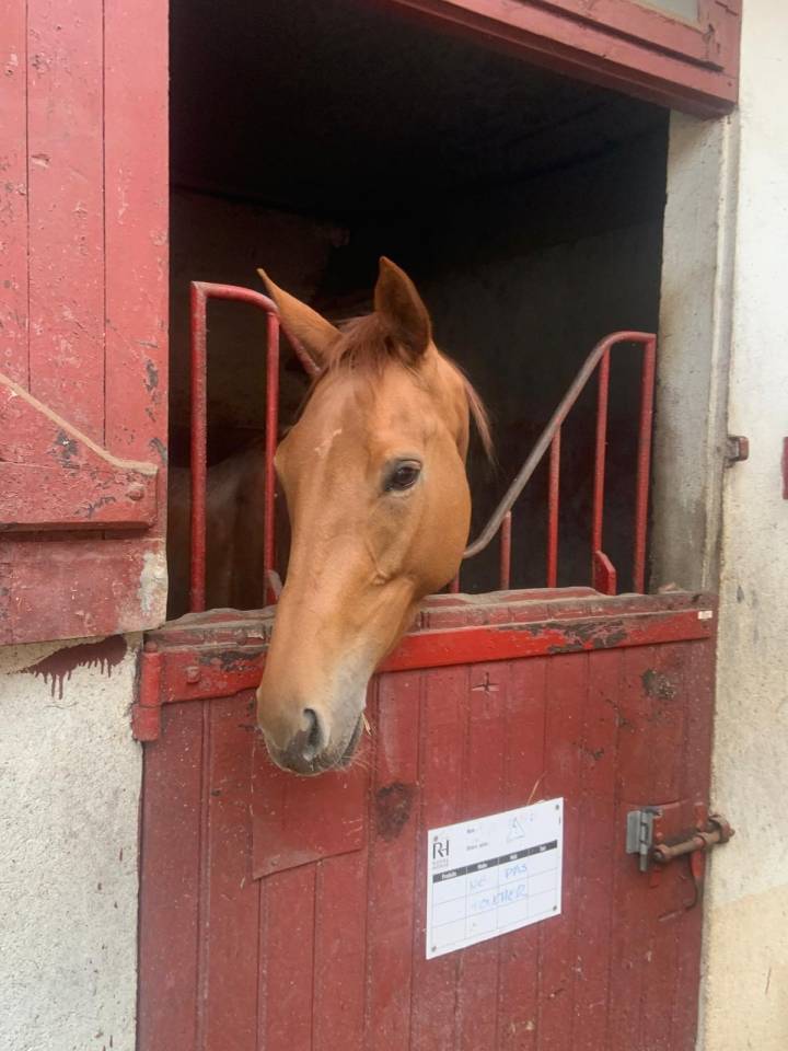 Yegua Pura Sangre En venta 2022 Bayo