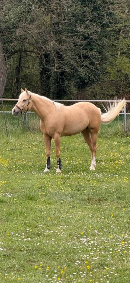 Caballo castrado Quarter Horse En venta 2020 Palomino