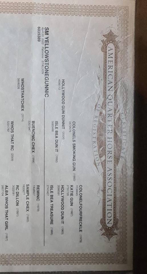 Caballo castrado Quarter Horse En venta 2020 Palomino