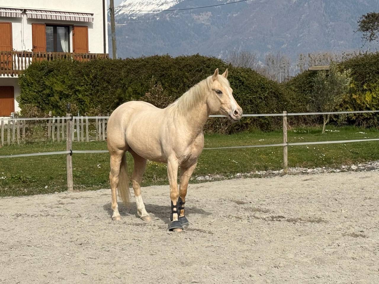 Caballo castrado Quarter Horse En venta 2020 Palomino