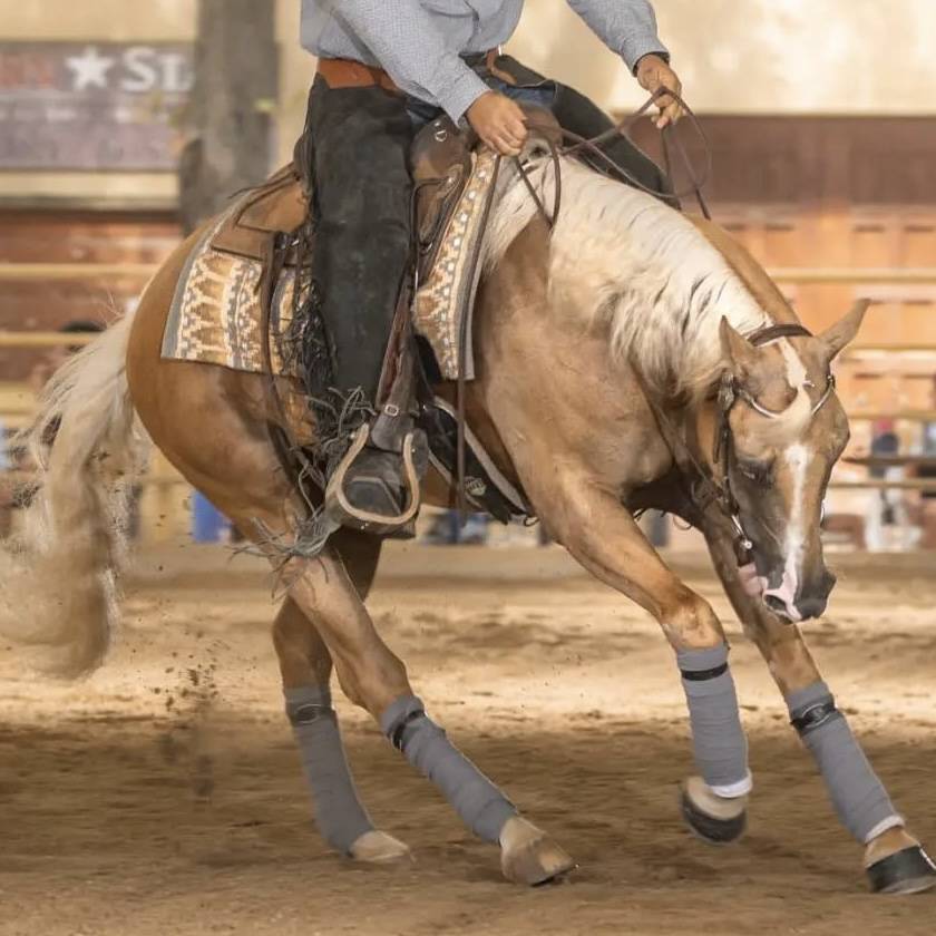 Caballo castrado Quarter Horse En venta 2020 Palomino
