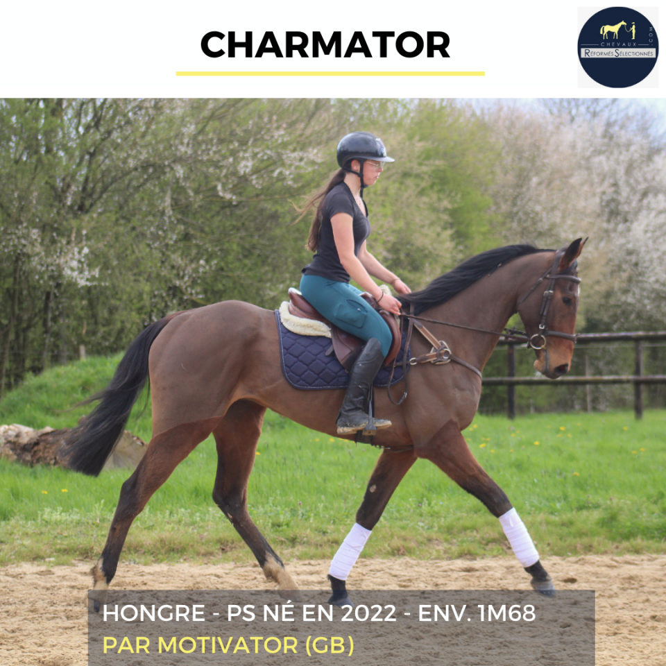 Caballo castrado Pura Sangre En venta 2022 Bayo