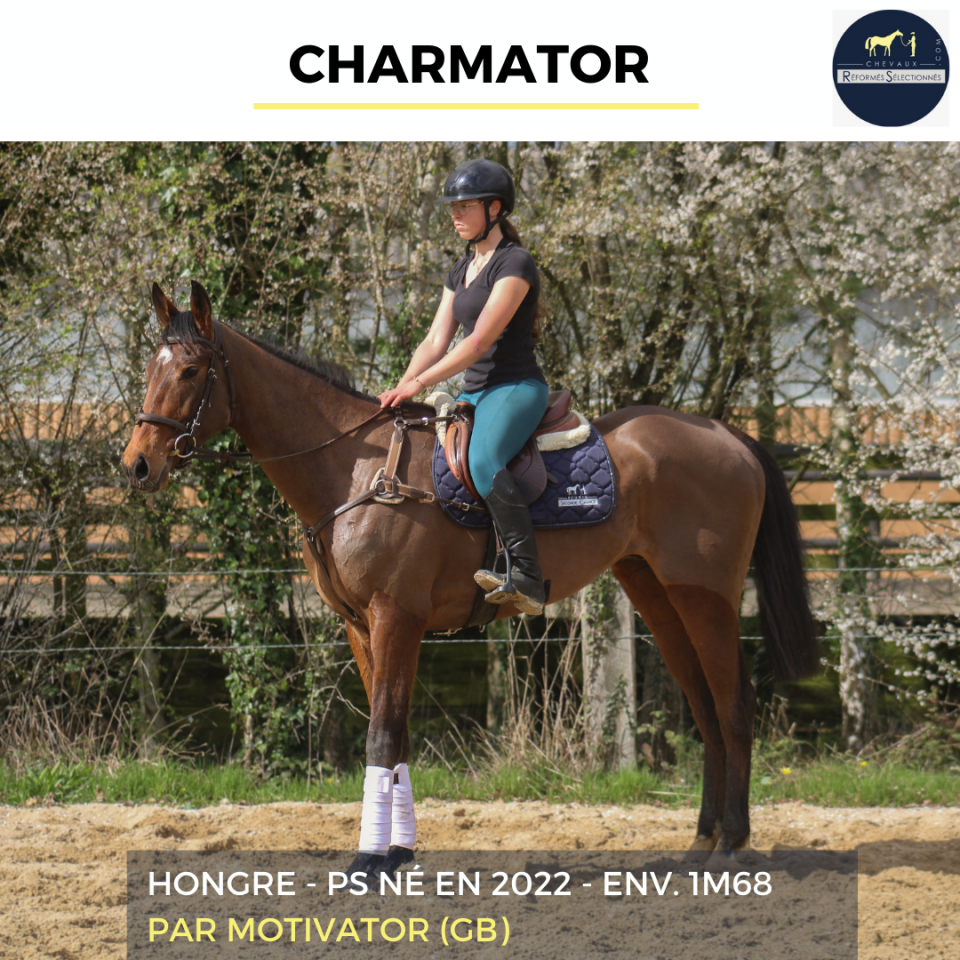 Caballo castrado Pura Sangre En venta 2022 Bayo