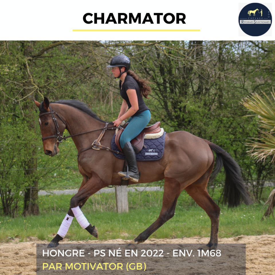 Caballo castrado Pura Sangre En venta 2022 Bayo