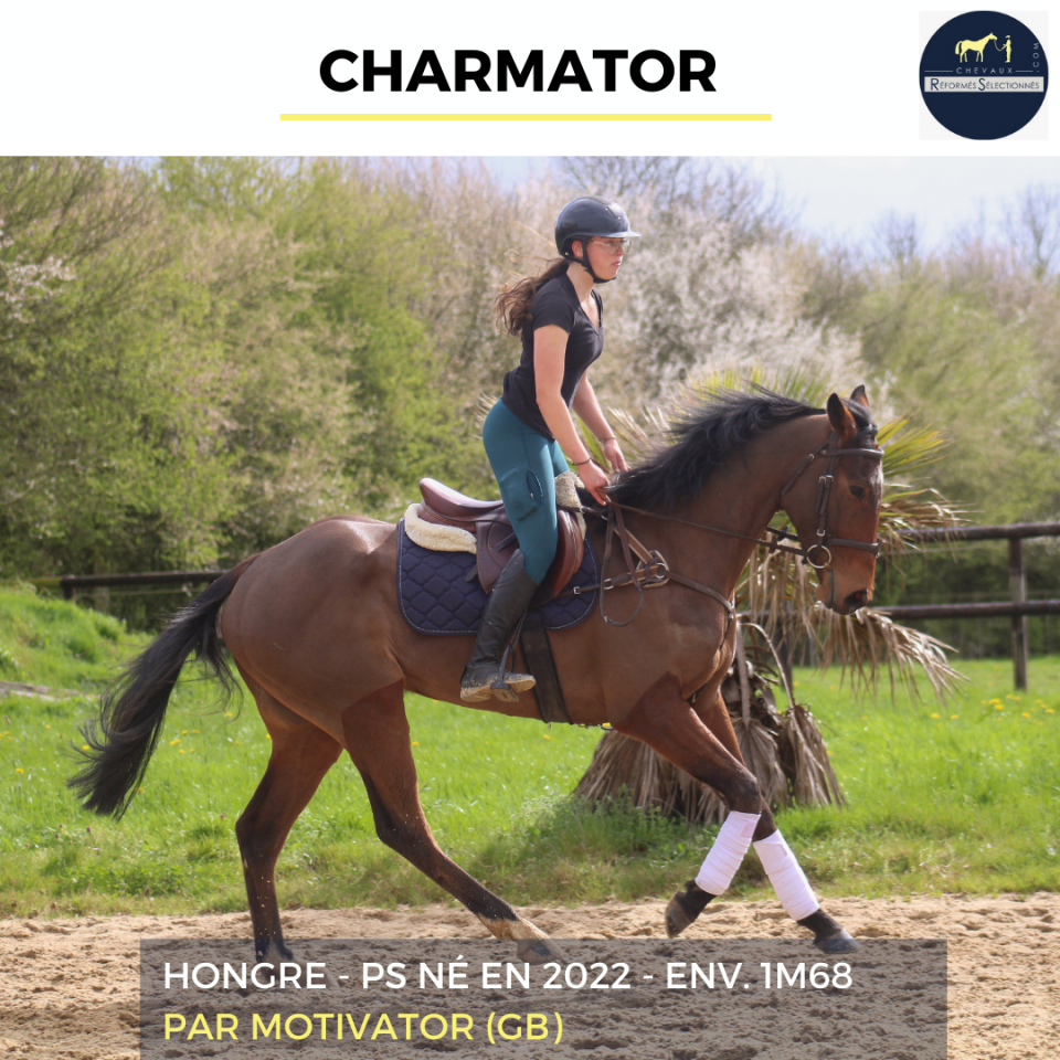 Caballo castrado Pura Sangre En venta 2022 Bayo