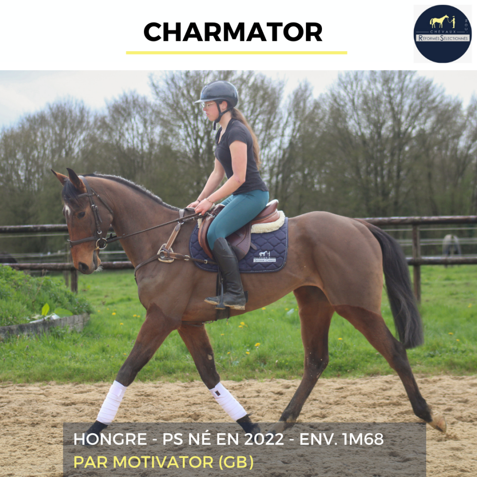 Caballo castrado Pura Sangre En venta 2022 Bayo