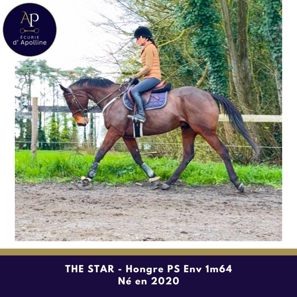 Caballo castrado Pura Sangre En venta 2020 Bayo